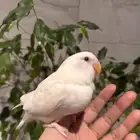 فرخ روز البينو مفطوم و هدهد اليف جدااا