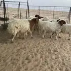 بهم نعيم فاخر