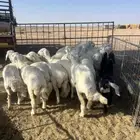 للبيع رخال جذعات مقاني