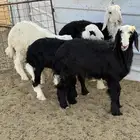 للبيع طليان