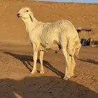 جذع صنف الصنف