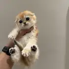 ذكر سكوتش فولد بيور للبيع