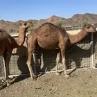 حاشي للبيع بكرة وقعود