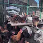 ديكه للبيع
