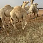 قعود قصب علي الحليب دوبي شملت امه قعود عنه عمره 7 شهور مقفل