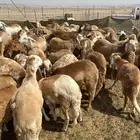 سواكني تربيه لايفوتك