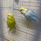 اجواز بادجي