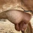 بقره والد