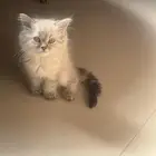 قطط