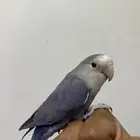 روز اليف