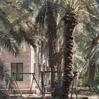 يوجد نخيل مجانا 1فحل 1ربيع 1بيد