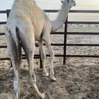 قعود لباني فل الفل تحت امه عمره خمسه شهور الموقع الجبيل