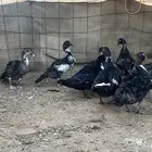 للبيع بح العدد حول 24 حبه الموقع بريدة