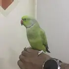 بغباء ذكر