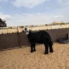 مشروع فحل نجدي