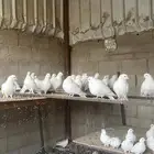 حمام صنعاوي