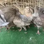 حمام كنق ( تم البيع )