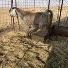 تيوس فحول للبيع