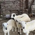 خرفان رفيديات( تم البيع )
