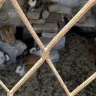 أرانب بلدي