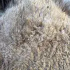 حاشي لباني مسحوب من أمه امس عمره (4)شهور والطعم تحدي