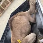 قعود