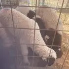 دواغير للبيع