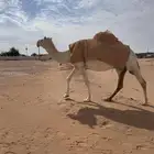 لقحات العدد ثنتين