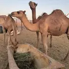 قعدان للبيع