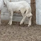 طلي حري عمره 3 شهور فيه بعج قدام ذكره ولا يضره