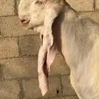 تيس مطور ابيض خصم