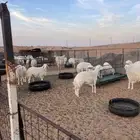 للبيع غنم مراح حريات حرش العدد 43أشباب