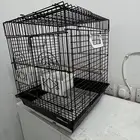 بغبغاء سنغالي