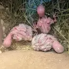 فروخ روز ( تم البييع)