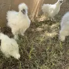 دجاج وصوص قطني