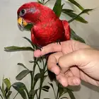 لوري رد مميز وحجم سوبر جامبو( هدد نشبه )