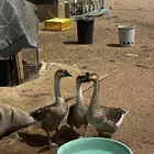 وز عراقي