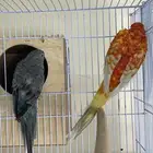 زوج براكيت منتج