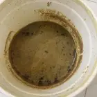 عسل طلحت باشوت