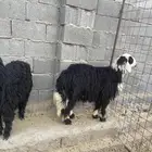 طليان نجديه