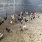 دجاج و ديوك