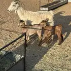 عنز مسوي طري عليها تيس وعناق