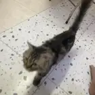 قط ضايع لتبني