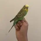 عصافير الباجي في الموقع عفيف