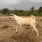 تيس بلدي طيبه