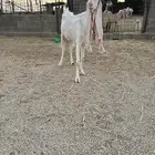 للبيع معزاء هولنديه