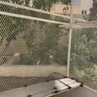 شبك طيور