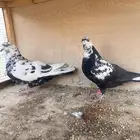 اجواز حمام قلابي