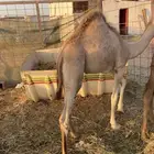 ناقه