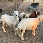 طليان حريات